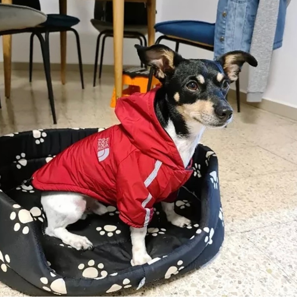 “The Dog Face” North Face style rain jacket for dogs 🐶 - Picture 8 of 10